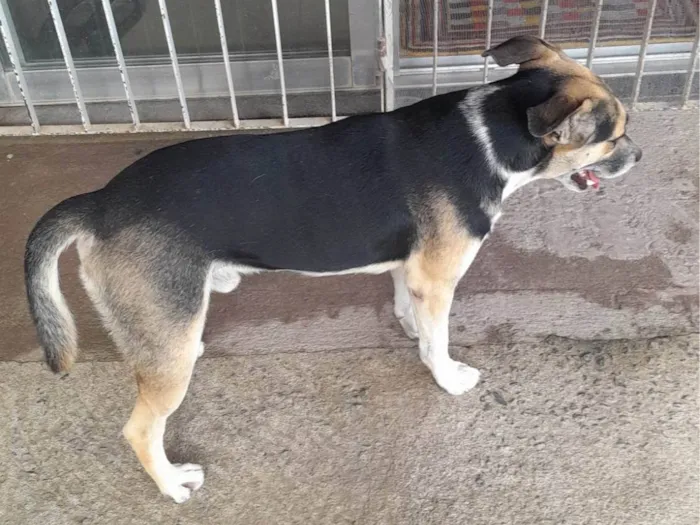 Cachorro ra a SRD-ViraLata idade 2 anos nome Nick