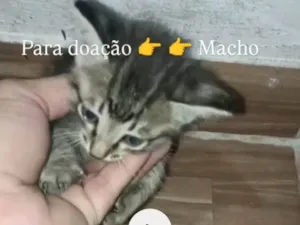 Gato raça SRD-ViraLata idade 2 a 6 meses nome Cinza