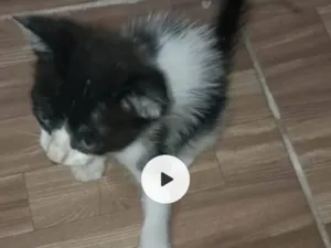 Gato raça SRD-ViraLata idade 2 a 6 meses nome Preto & banco