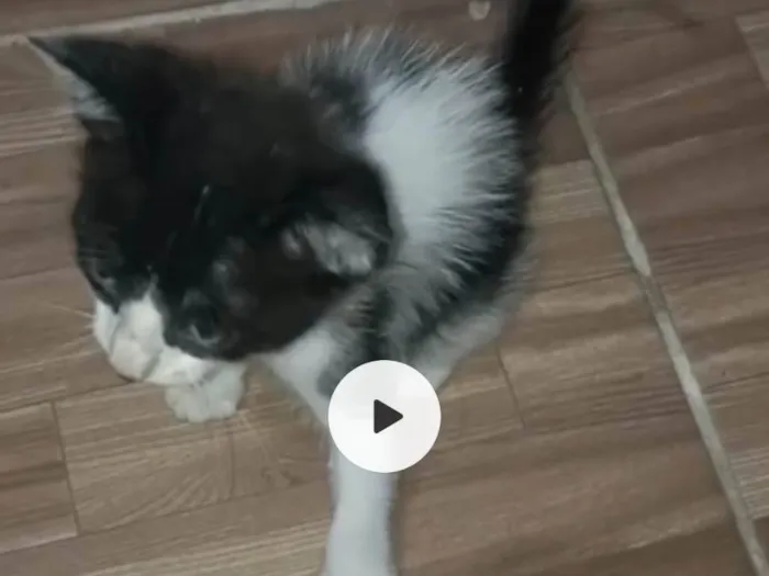 Gato ra a SRD-ViraLata idade 2 a 6 meses nome Preto & banco
