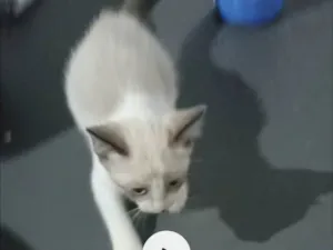 Gato raça SRD-ViraLata idade 2 a 6 meses nome Branquinha maior 