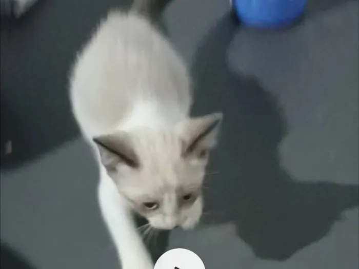 Gato ra a SRD-ViraLata idade 2 a 6 meses nome Branquinha maior