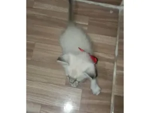 Gato raça SRD-ViraLata idade 2 a 6 meses nome Branquinha menor