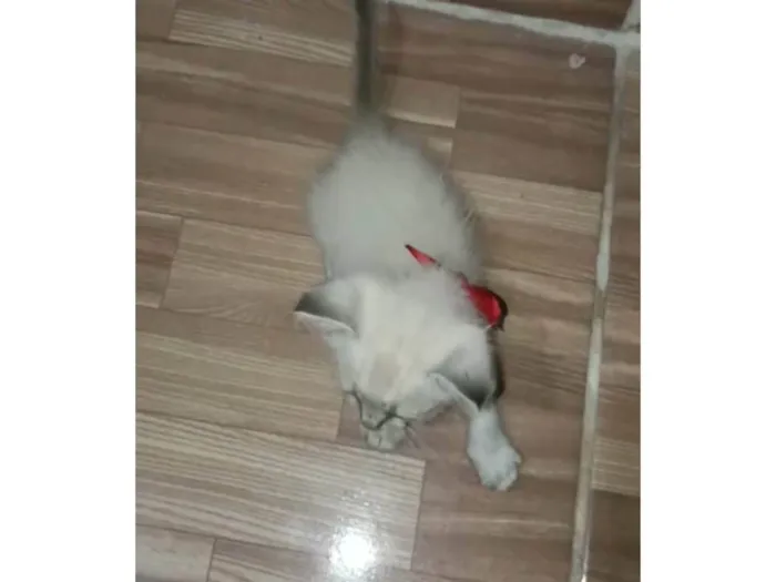 Gato ra a SRD-ViraLata idade 2 a 6 meses nome Branquinha menor