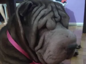 Cachorro raça Shar Pei idade 3 anos nome Shar Pei adoção 
