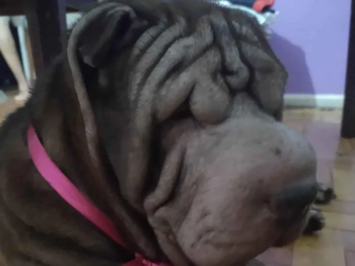 Cachorro ra a Shar Pei idade 3 anos nome Shar Pei adoção 