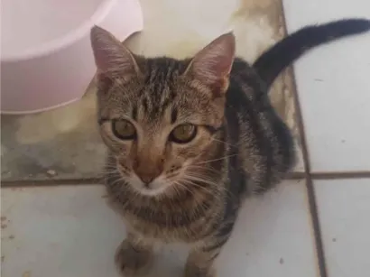 Gato raça SRD-ViraLata idade 7 a 11 meses nome Rajado