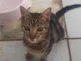 Rajado