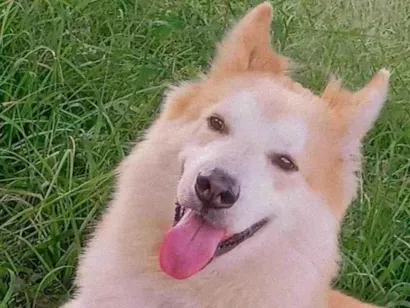 Cachorro raça Husky Siberiano idade 3 anos nome SNOW