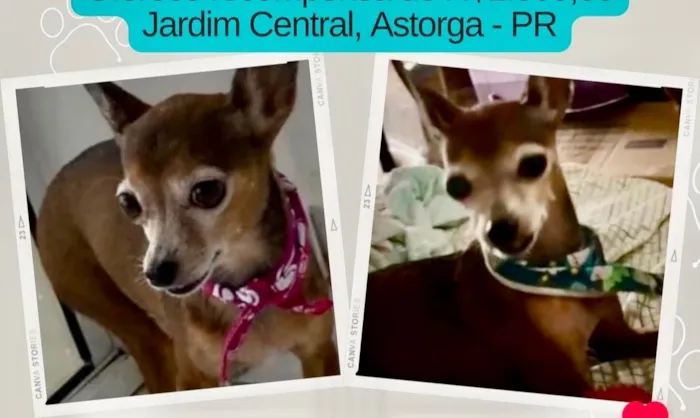 Cachorro ra a Pinscher idade 6 ou mais anos nome ———