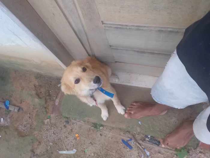 Cachorro ra a SRD-ViraLata idade 2 a 6 meses nome Pity