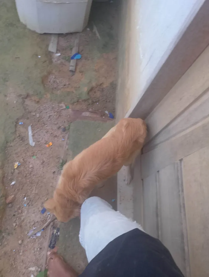 Cachorro ra a SRD-ViraLata idade 2 a 6 meses nome Pity