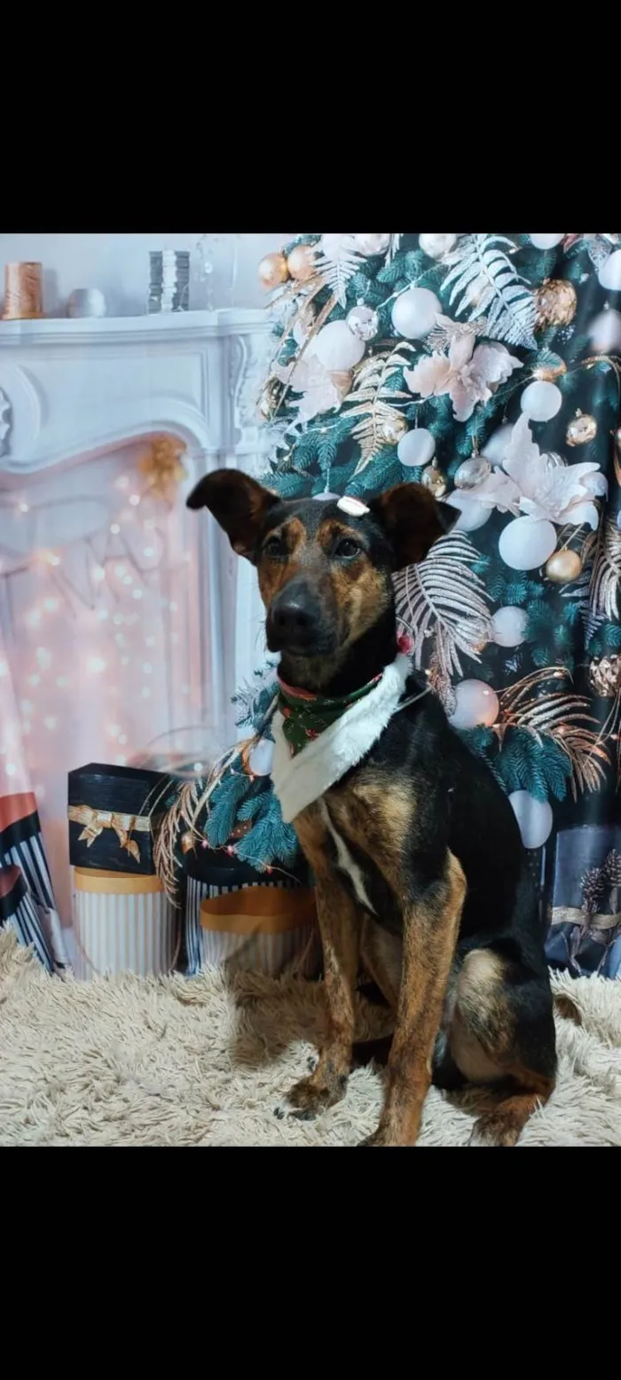Cachorro ra a SRD-ViraLata idade 3 anos nome Cleitinho 