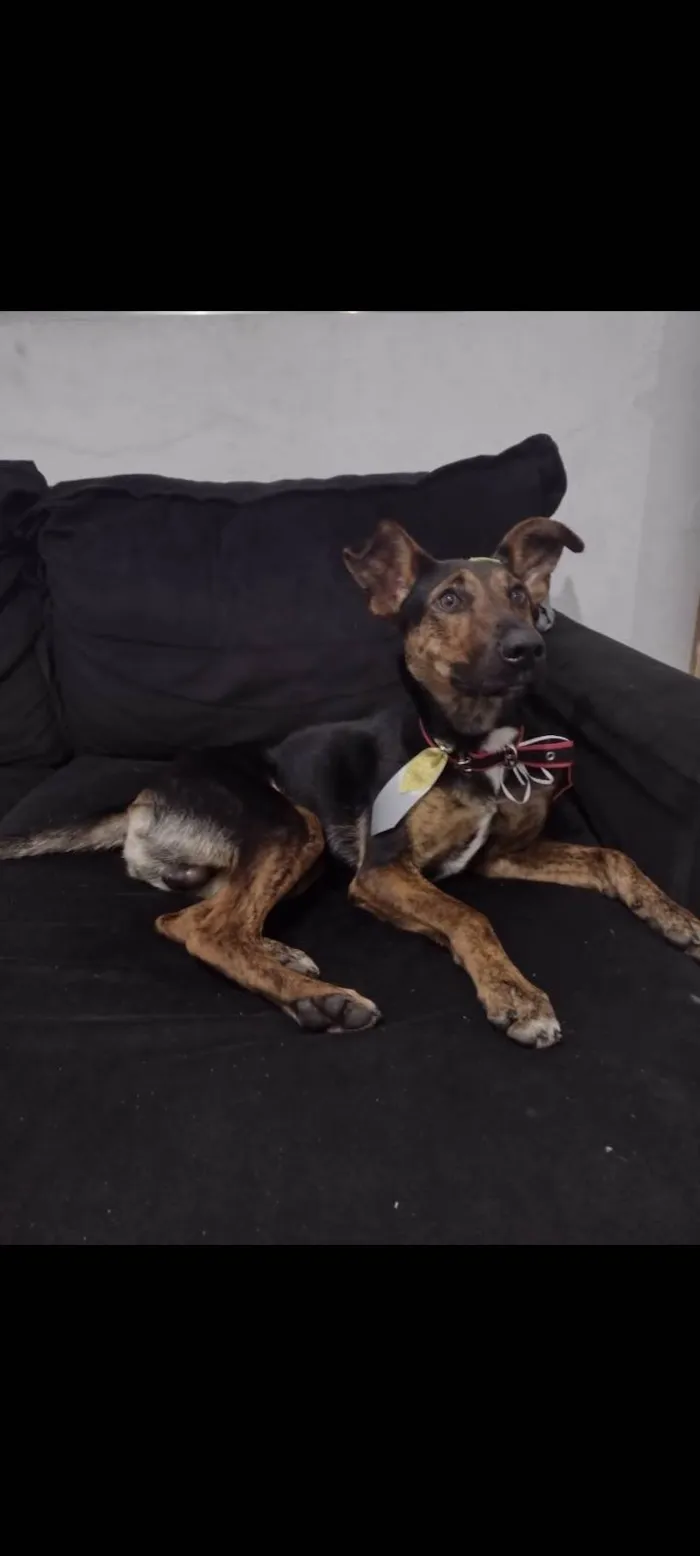 Cachorro ra a SRD-ViraLata idade 3 anos nome Cleitinho 