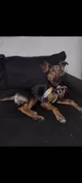 Cleitinho