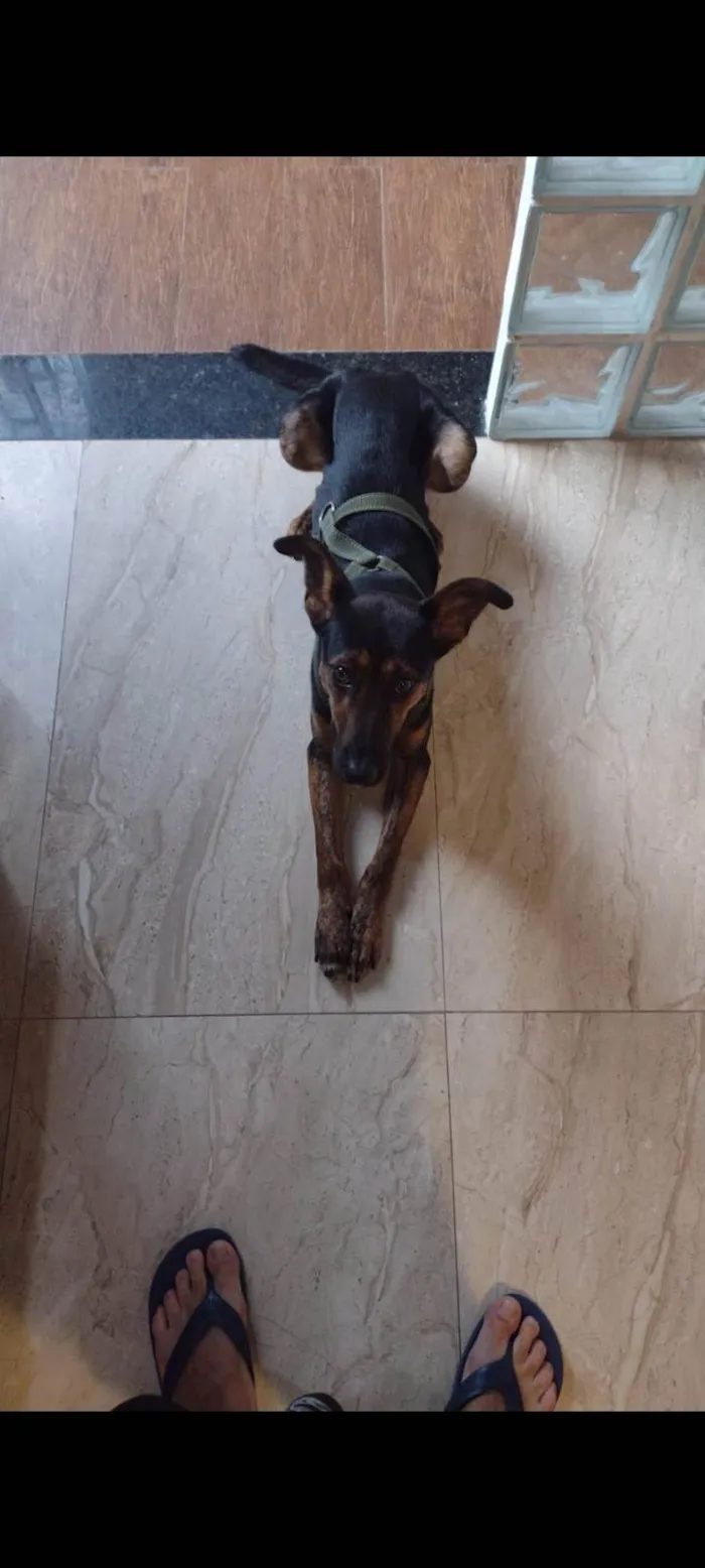 Cachorro ra a SRD-ViraLata idade 3 anos nome Cleitinho 