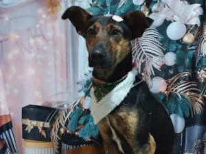 Cachorro raça SRD-ViraLata idade 3 anos nome Cleitinho 