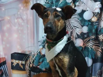 Cachorro raça SRD-ViraLata idade 3 anos nome Cleitinho 