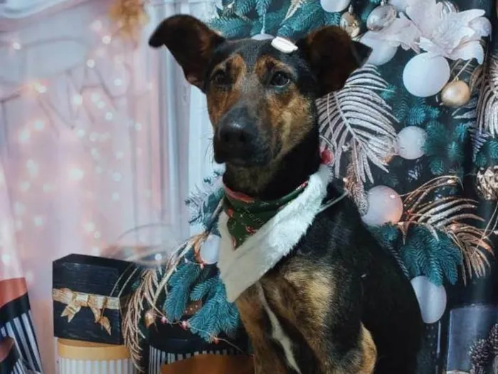 Cachorro ra a SRD-ViraLata idade 3 anos nome Cleitinho 