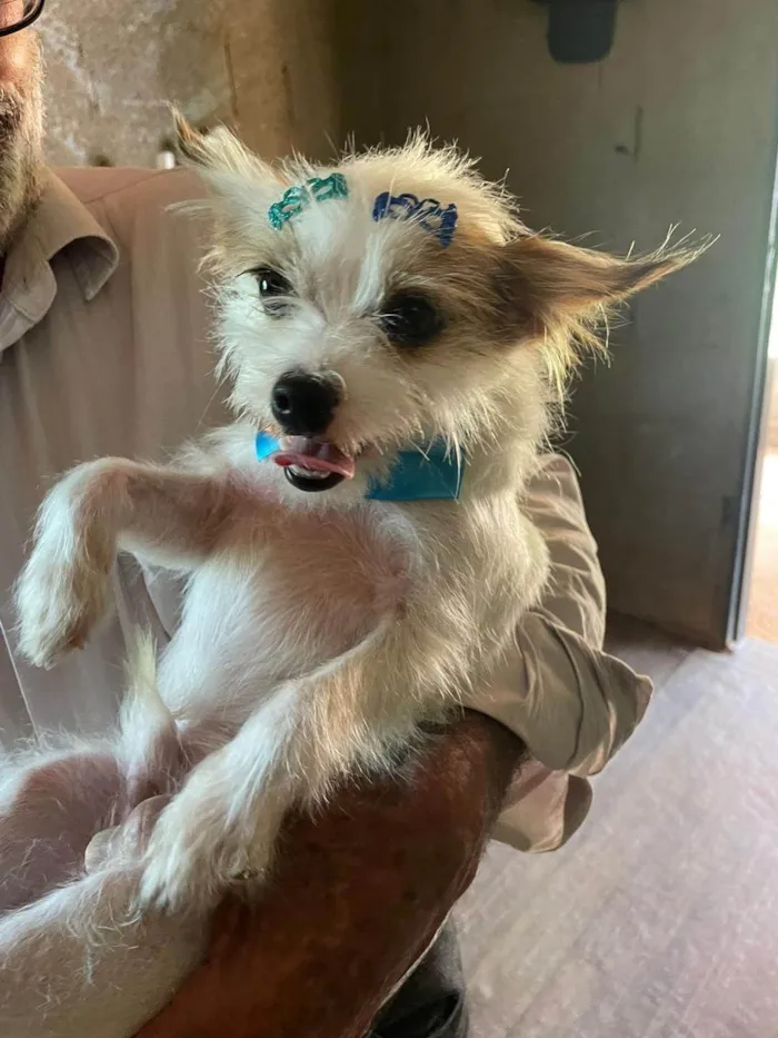 Cachorro ra a SRD-ViraLata idade 2 anos nome Pítico 