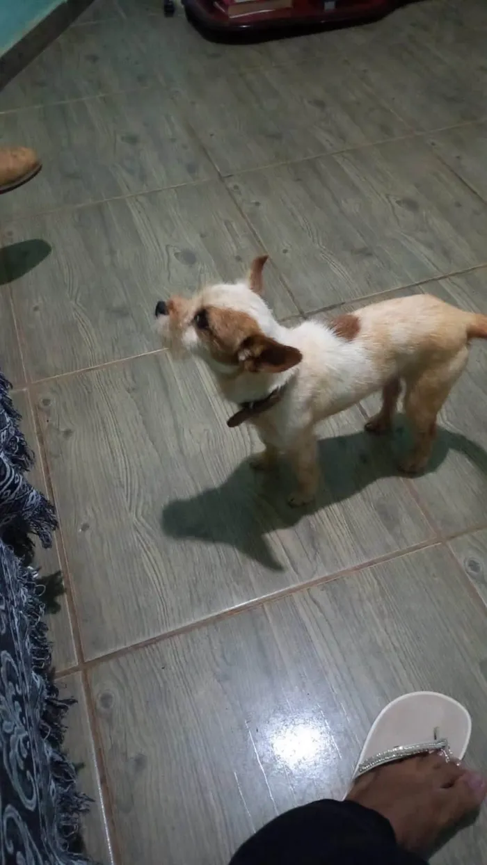 Cachorro ra a SRD-ViraLata idade 2 anos nome Pítico 