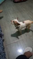 Pítico