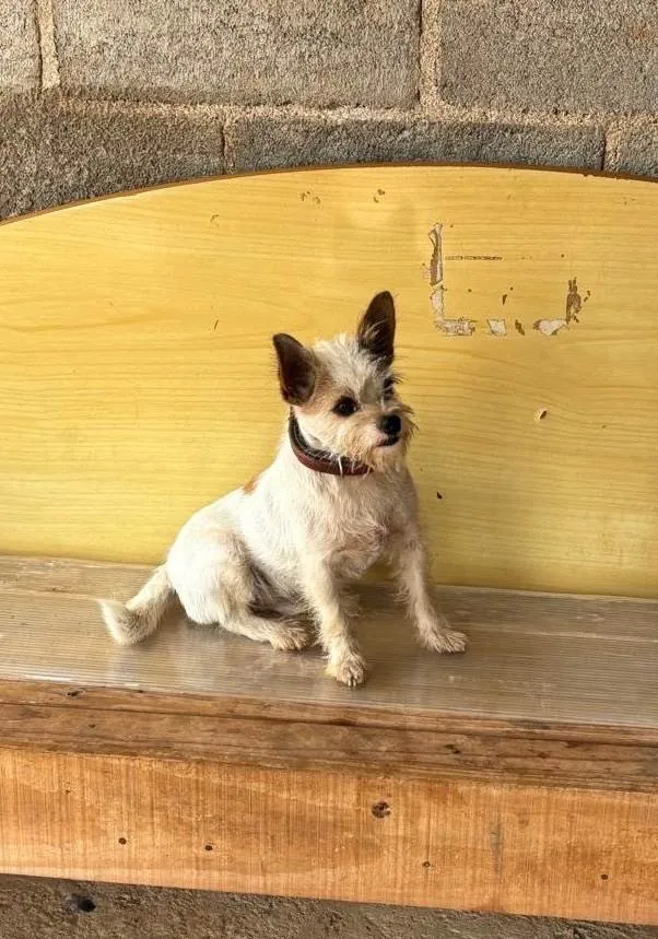 Cachorro ra a SRD-ViraLata idade 2 anos nome Pítico 