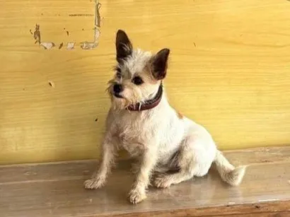 Cachorro raça SRD-ViraLata idade 2 anos nome Pítico 