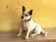 Pítico