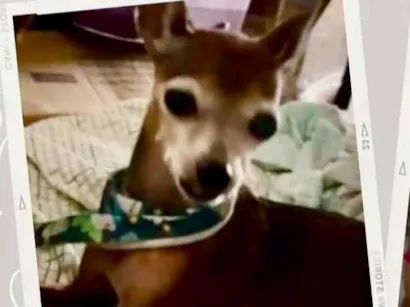 Cachorro raça Pinscher idade 6 ou mais anos nome ———