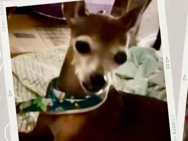 Cachorro ra a Pinscher idade 6 ou mais anos nome ———