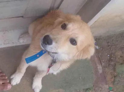 Cachorro raça SRD-ViraLata idade 2 a 6 meses nome Pity