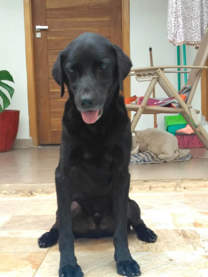 Cachorro ra a Labrador idade 6 ou mais anos nome Zeus
