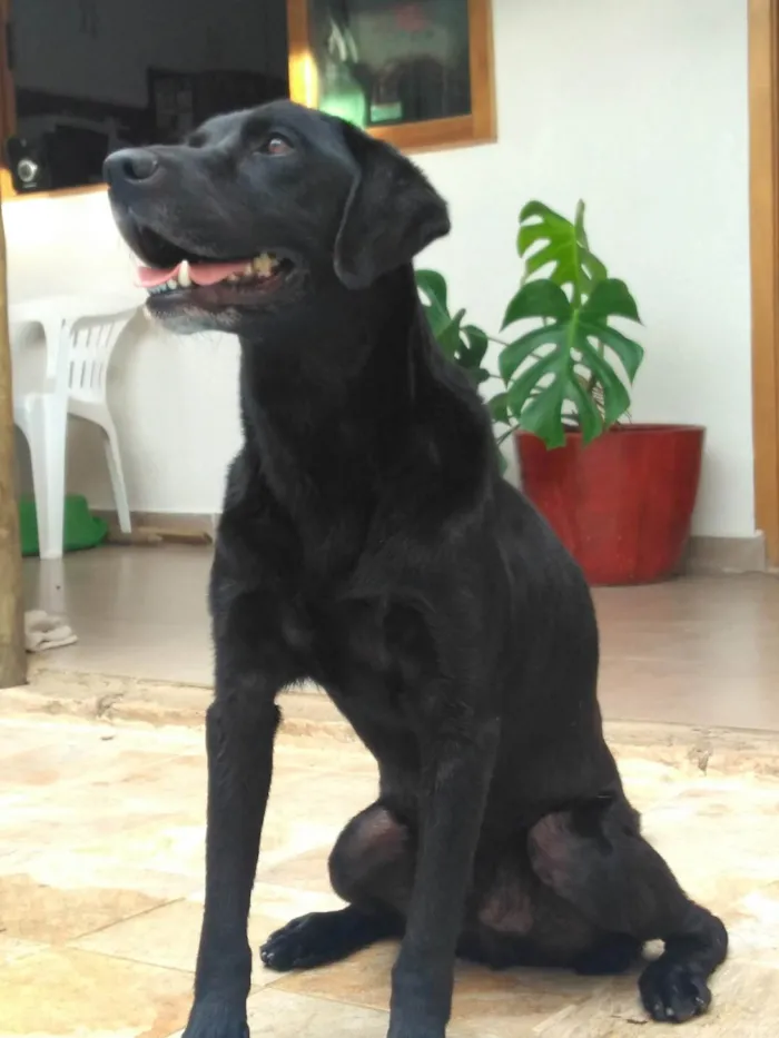 Cachorro ra a Labrador idade 6 ou mais anos nome Zeus