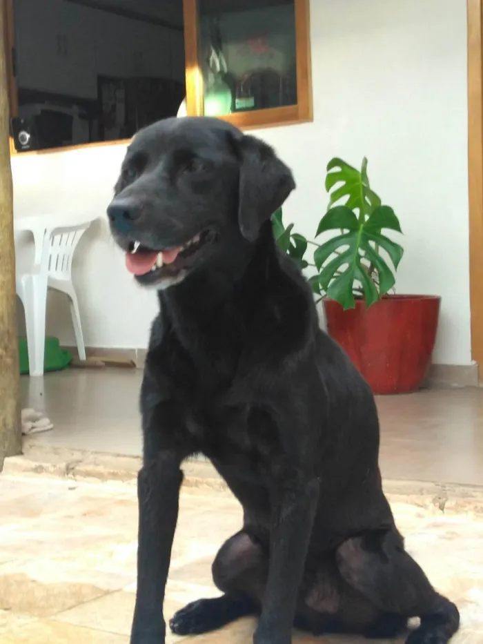Cachorro ra a Labrador idade 6 ou mais anos nome Zeus