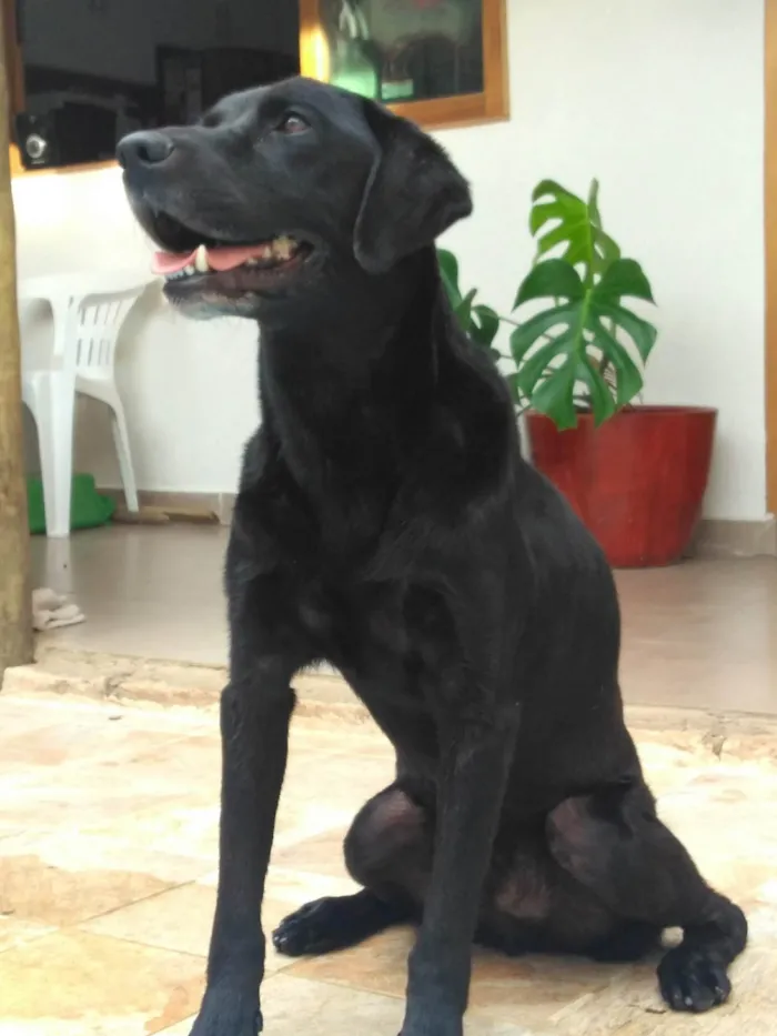 Cachorro ra a Labrador idade 6 ou mais anos nome Zeus