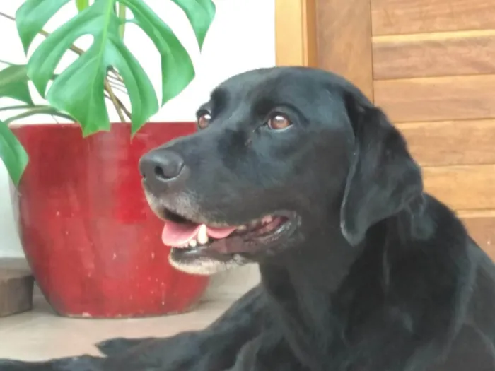 Cachorro ra a Labrador idade 6 ou mais anos nome Zeus