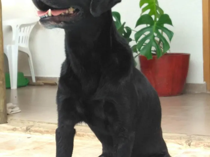 Cachorro ra a Labrador idade 6 ou mais anos nome Zeus