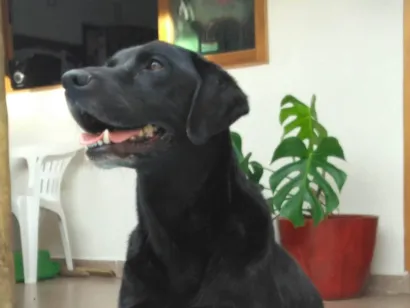 Cachorro raça Labrador idade 6 ou mais anos nome Zeus