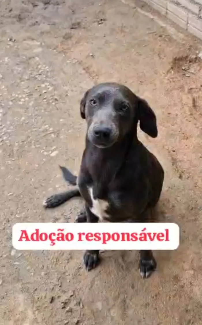 Cachorro ra a SRD-ViraLata idade 1 ano nome Brenda