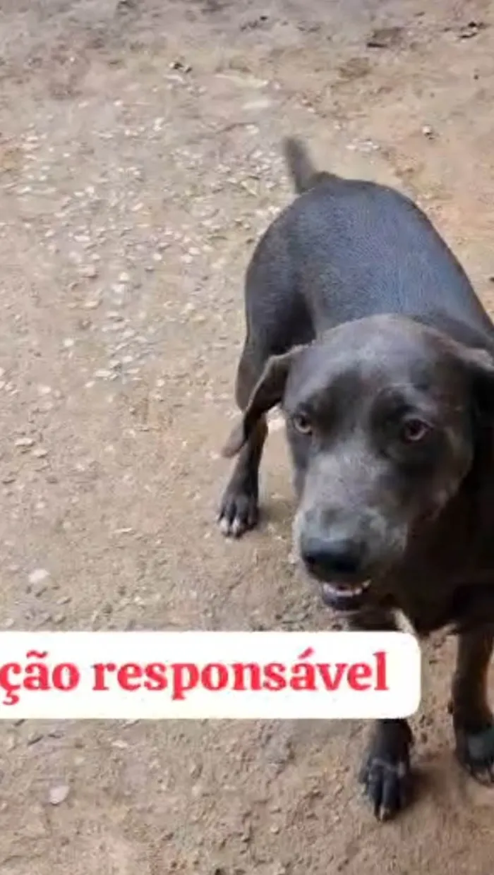 Cachorro ra a SRD-ViraLata idade 1 ano nome Brenda