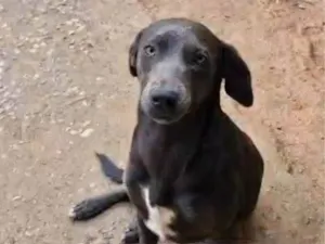 Cachorro raça SRD-ViraLata idade 1 ano nome Brenda