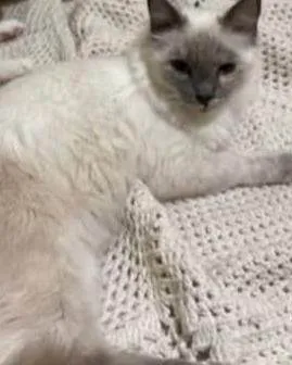 Gato ra a SRD-ViraLata idade 1 ano nome Ice