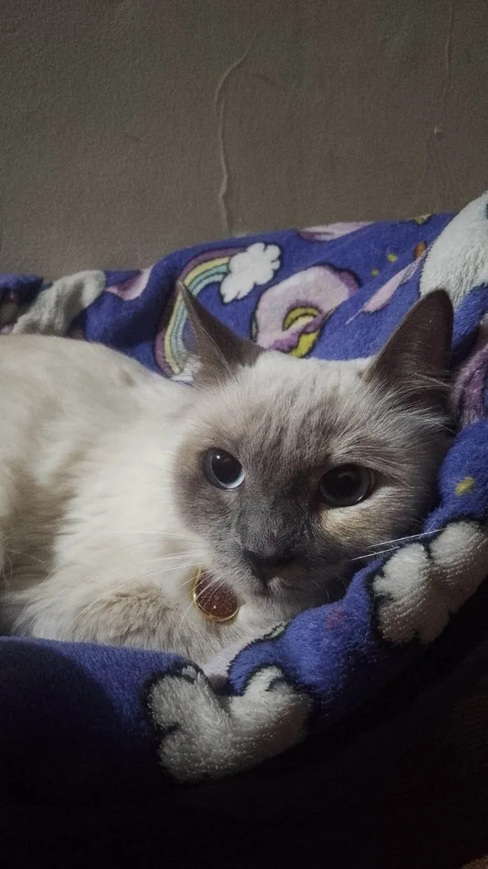 Gato ra a SRD-ViraLata idade 1 ano nome Ice