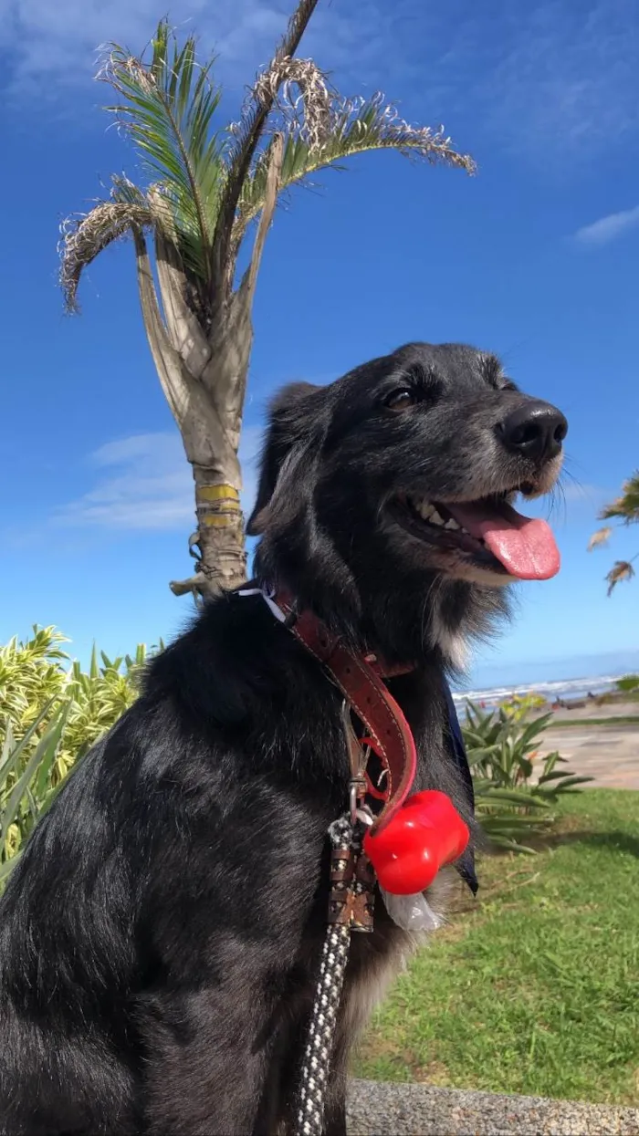Cachorro ra a SRD-ViraLata idade 4 anos nome Romeu