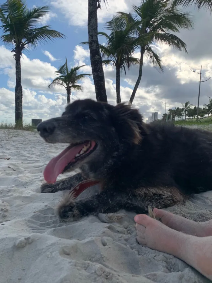 Cachorro ra a SRD-ViraLata idade 4 anos nome Romeu