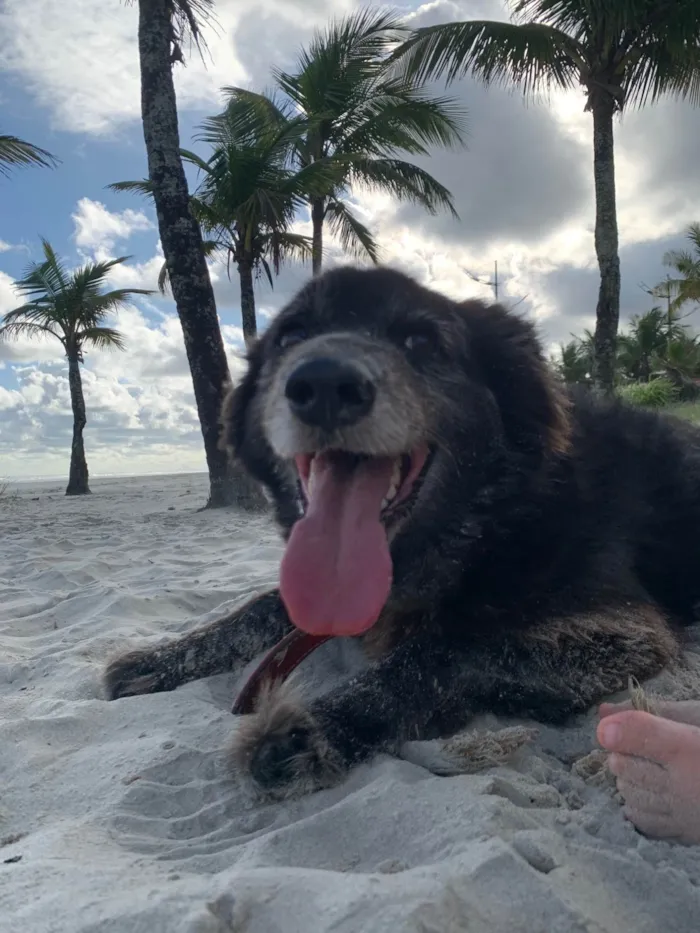 Cachorro ra a SRD-ViraLata idade 4 anos nome Romeu