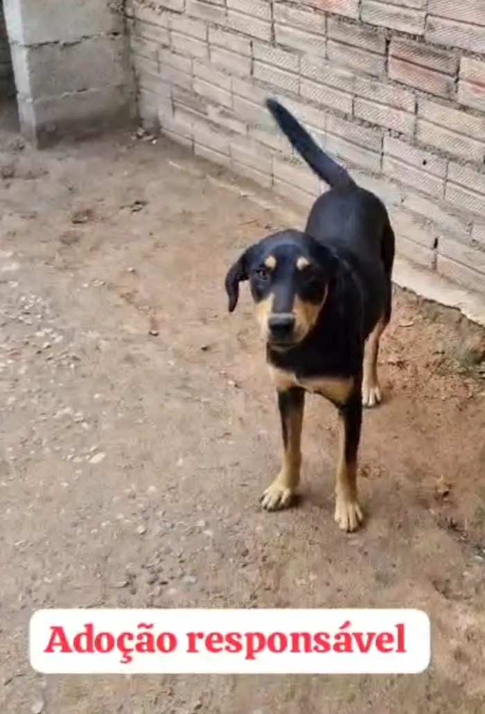 Cachorro ra a SRD-ViraLata idade 1 ano nome Bidu