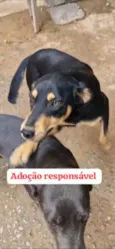 Bidu