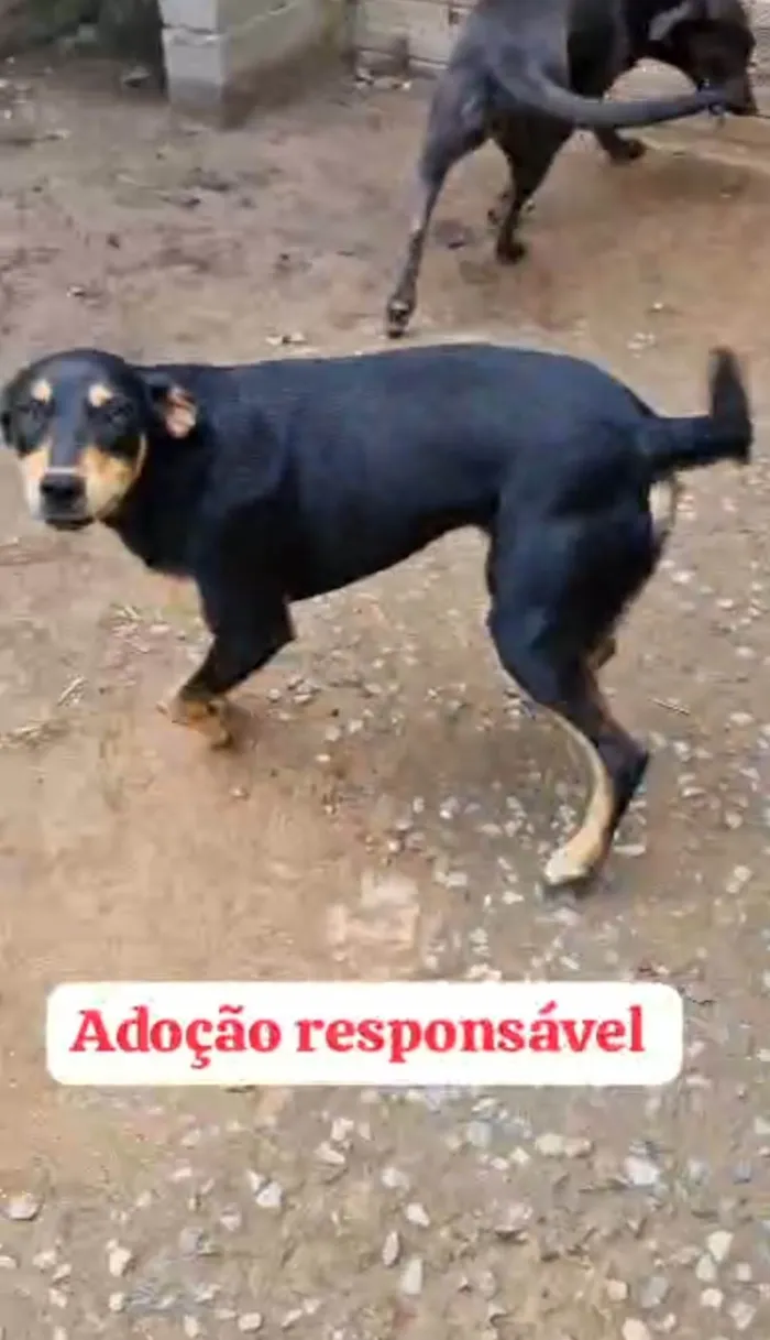 Cachorro ra a SRD-ViraLata idade 1 ano nome Bidu